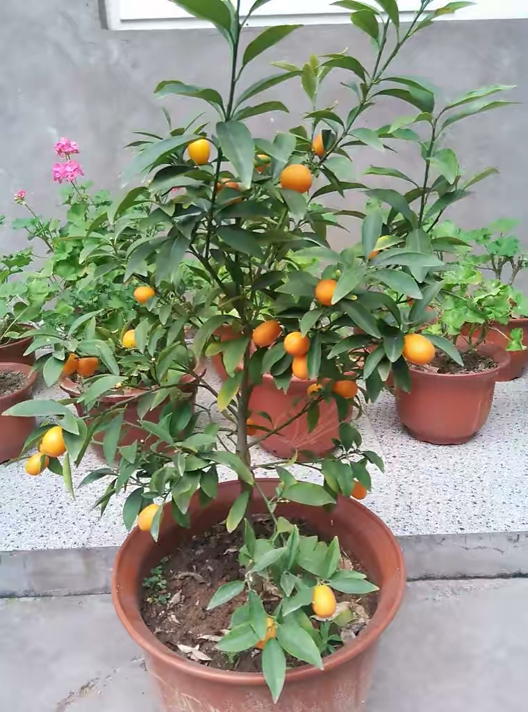 A fruit tree for the balcony