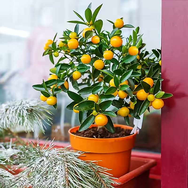 A fruit tree for the balcony