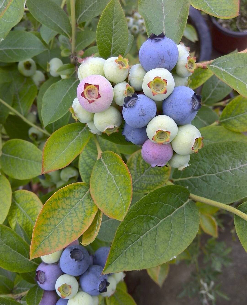 A fruit tree for the balcony