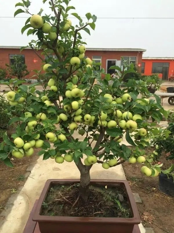 A fruit tree for the balcony