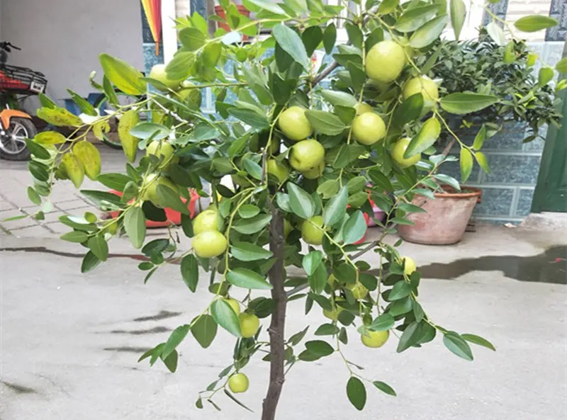 A fruit tree for the balcony