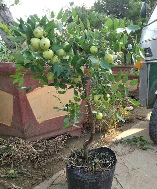A fruit tree for the balcony