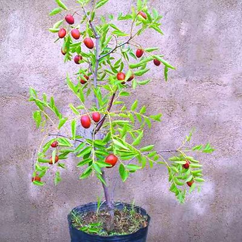A fruit tree for the balcony