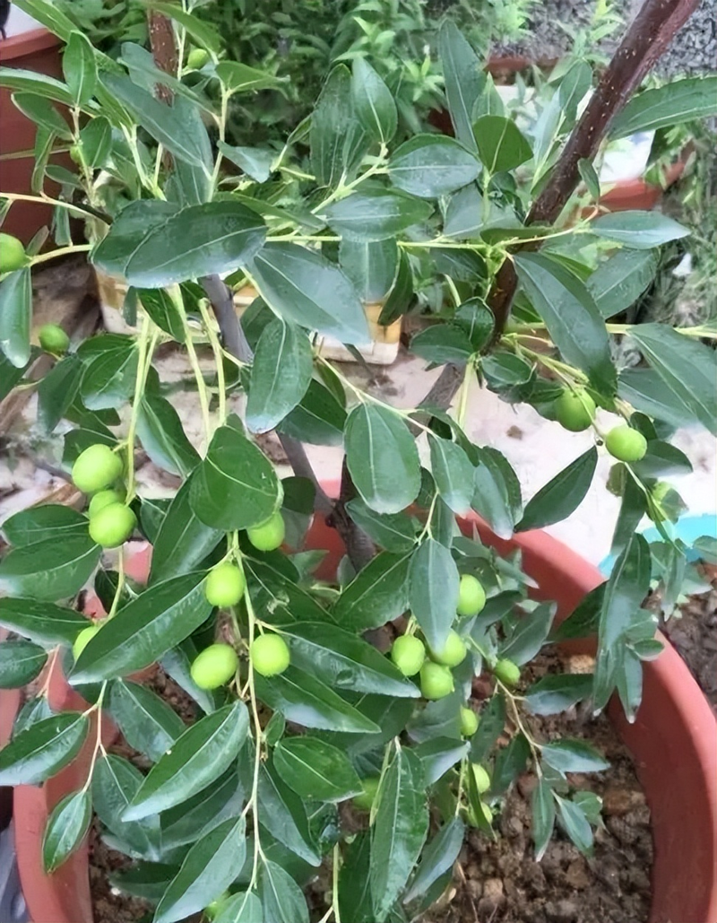 A fruit tree for the balcony