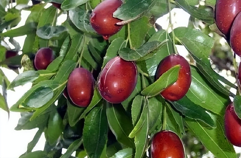 A fruit tree for the balcony