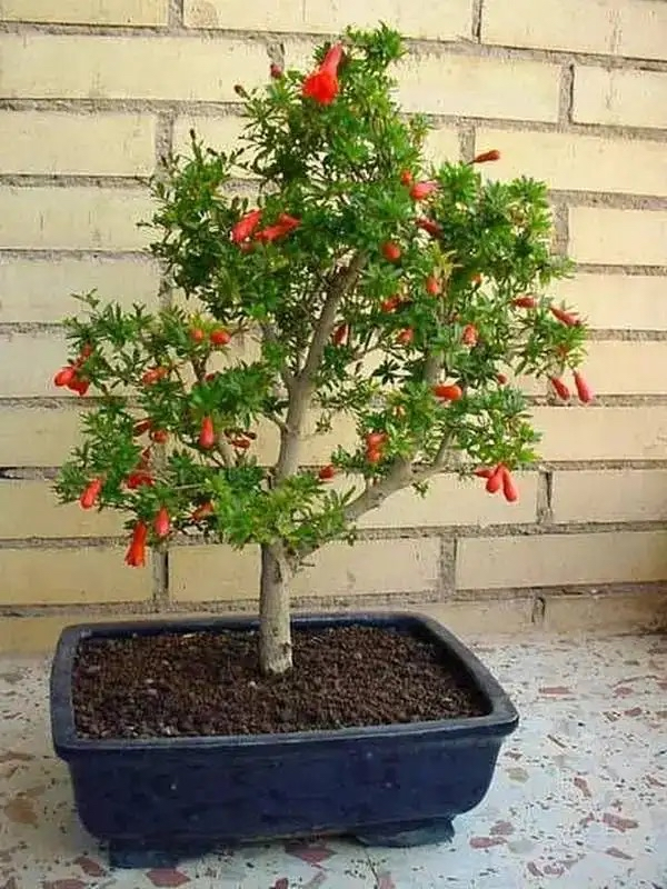 A fruit tree for the balcony