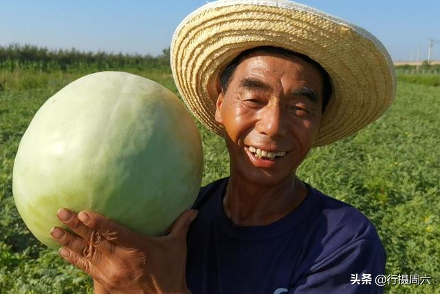 白地瓜种植技术