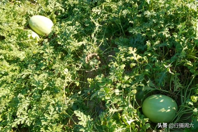 白地瓜种植技术