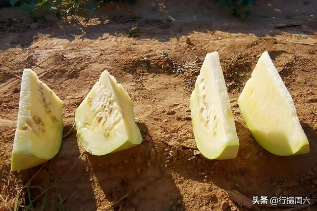 白地瓜种植技术