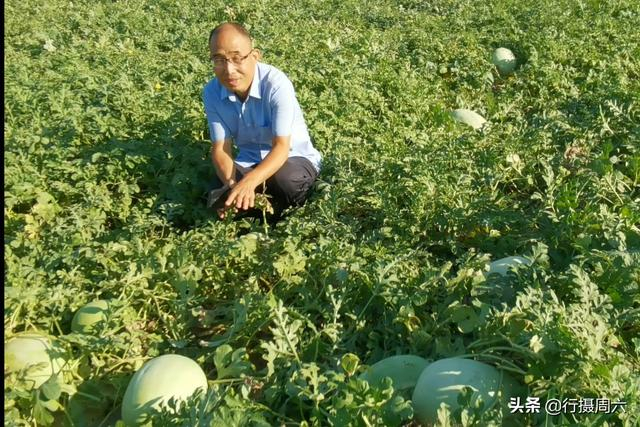白地瓜种植技术
