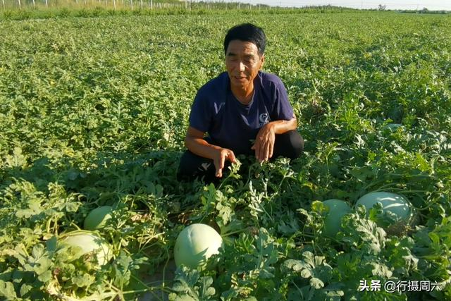 白地瓜种植技术