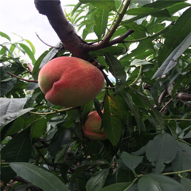 The method of cultivation of summer black grapes
