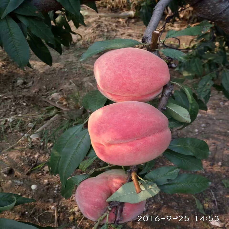 The method of cultivation of summer black grapes