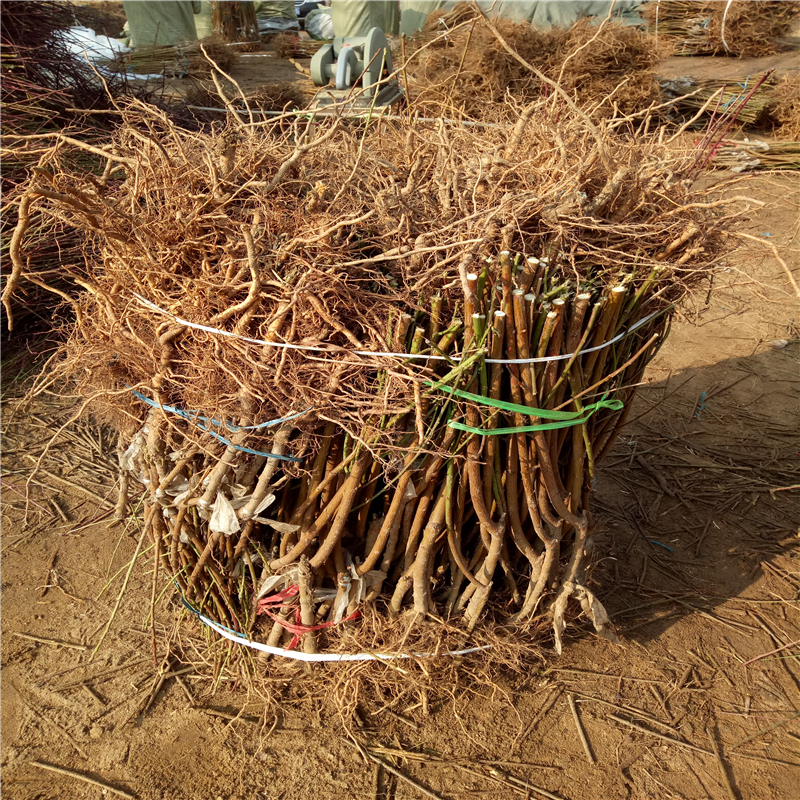 The method of cultivation of summer black grapes