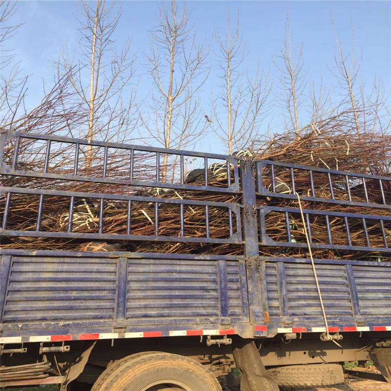 The method of cultivation of summer black grapes