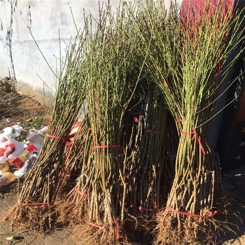 The method of cultivation of summer black grapes