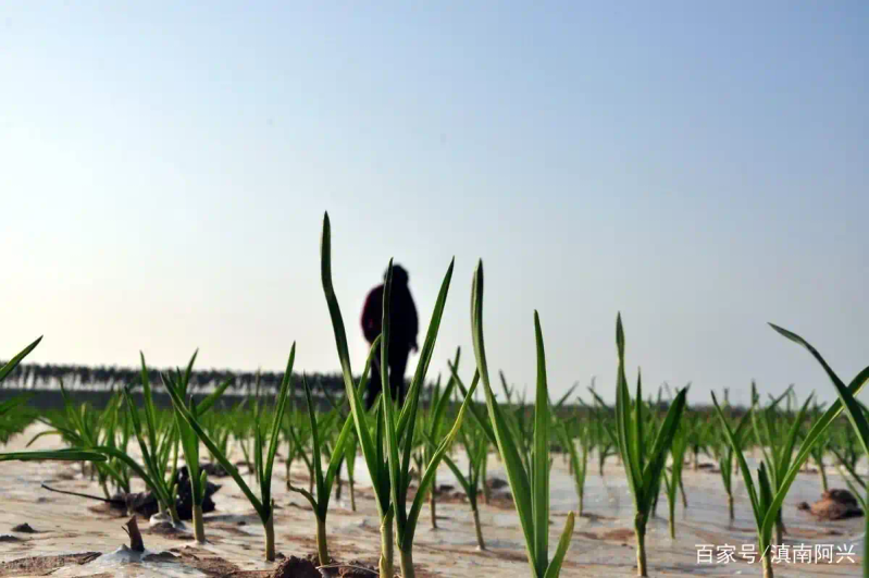 Northeast garlic growing technology