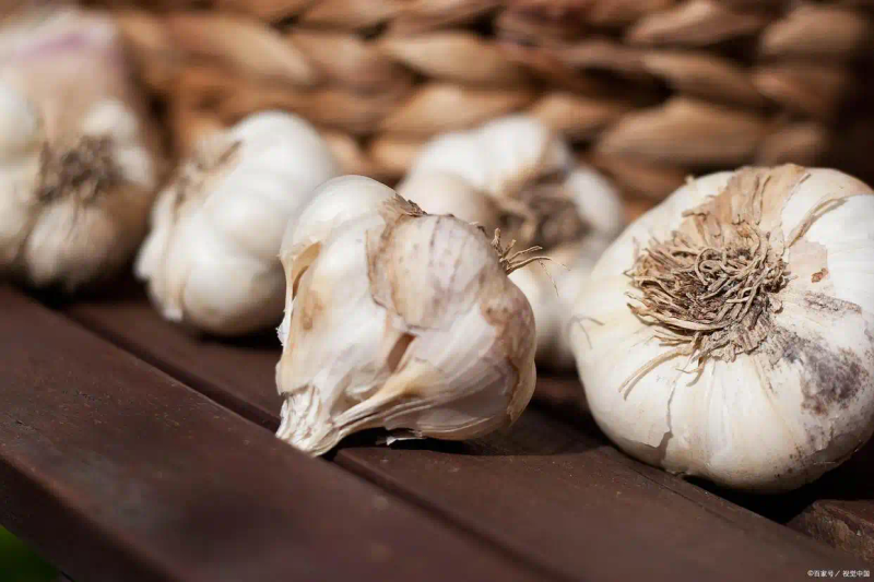 Northeast garlic growing technology