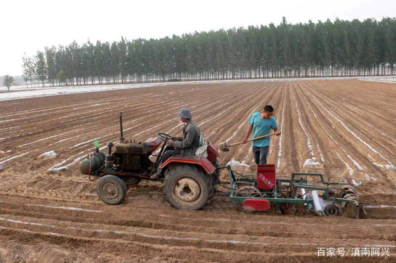 Northeast garlic growing technology