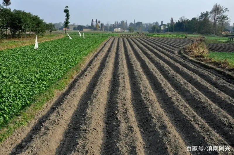 Northeast garlic growing technology