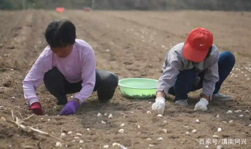 Northeast garlic growing technology