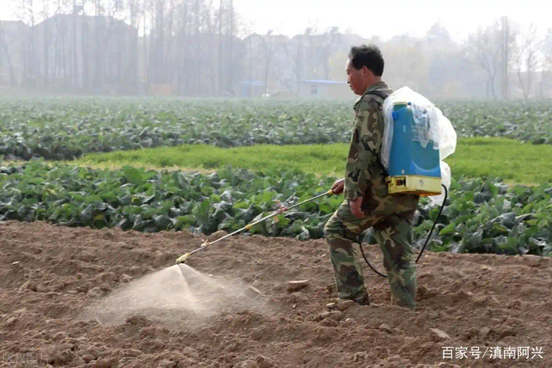 Northeast garlic growing technology