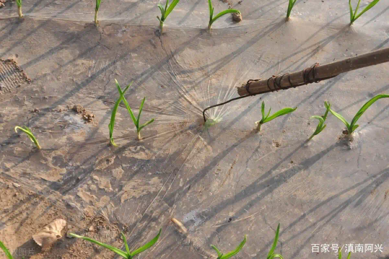 Northeast garlic growing technology