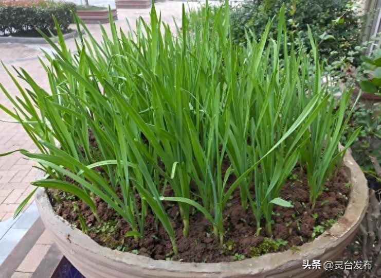 韭菜种植最简单方法