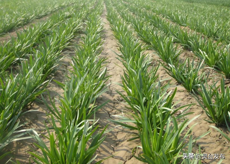 韭菜种植最简单方法