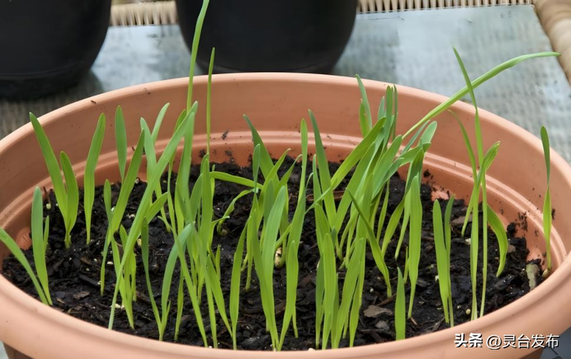 韭菜种植最简单方法