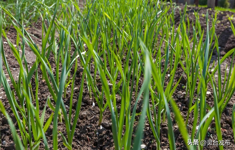 韭菜种植最简单方法