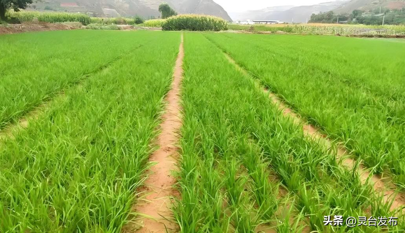 韭菜种植最简单方法