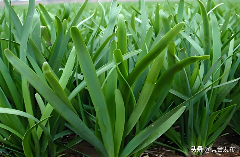 韭菜种植最简单方法