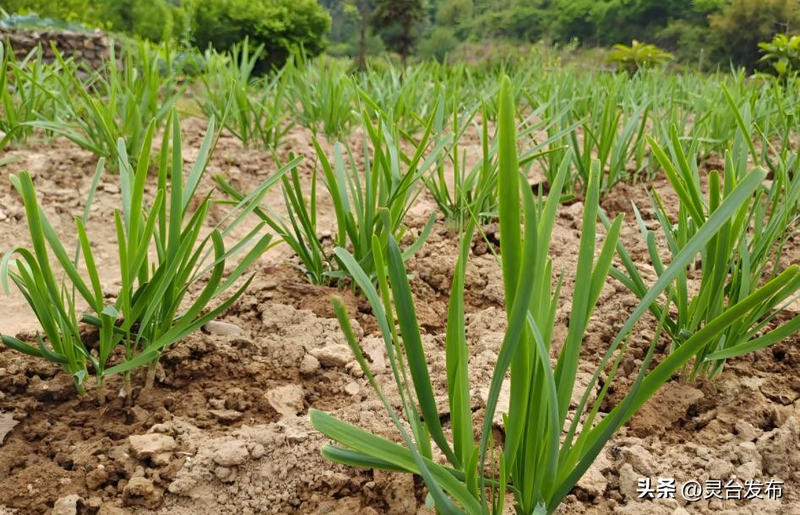 韭菜种植最简单方法