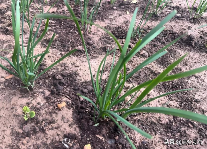 韭菜种植最简单方法