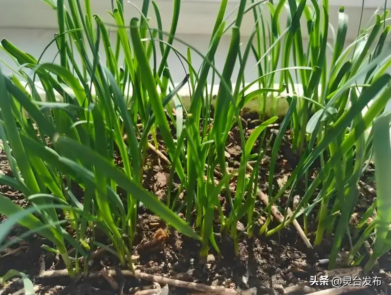 韭菜种植最简单方法