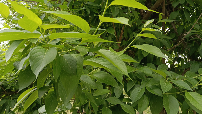 杜仲种子怎么种植技术