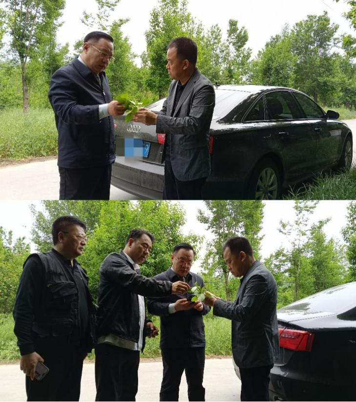 杜仲种子怎么种植技术