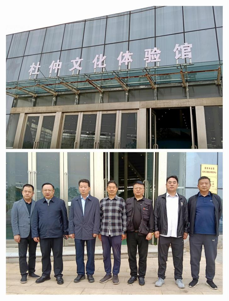 杜仲种子怎么种植技术