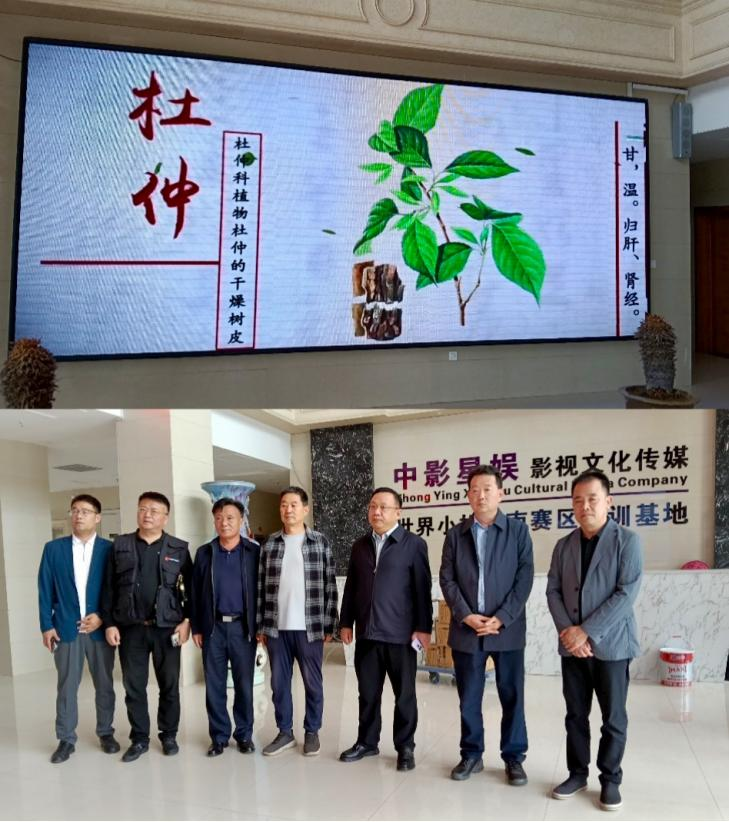 杜仲种子怎么种植技术