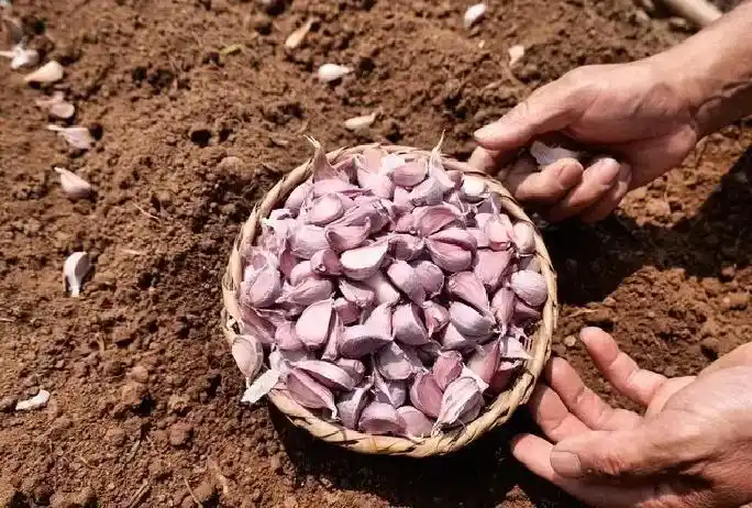 蒜农必看!超实用教程,从选种到丰收教你种出饱满大蒜