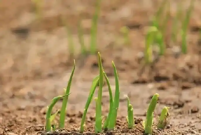 东北大蒜种植技术