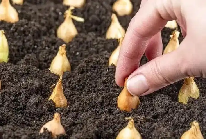 东北大蒜种植技术