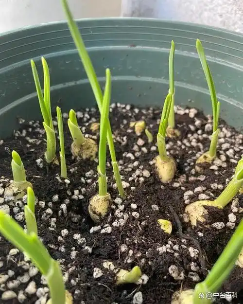 东北大蒜种植技术