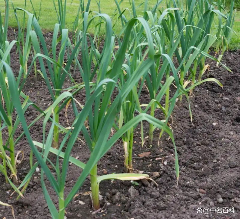 东北大蒜种植技术