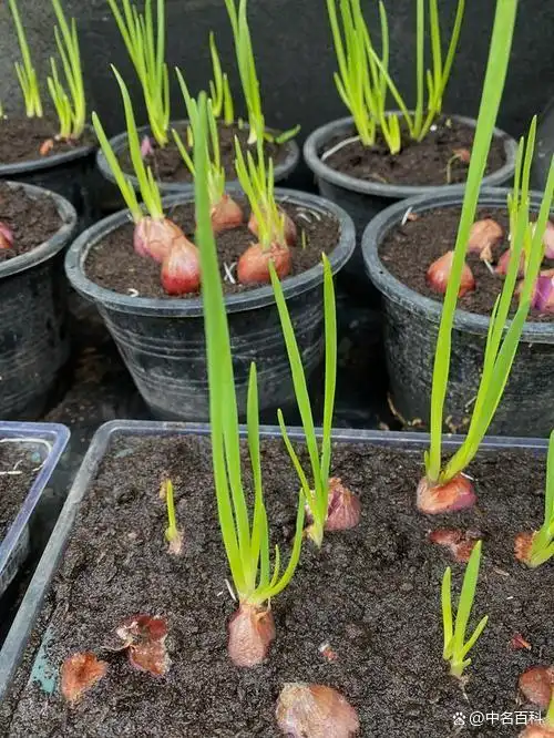 东北大蒜种植技术