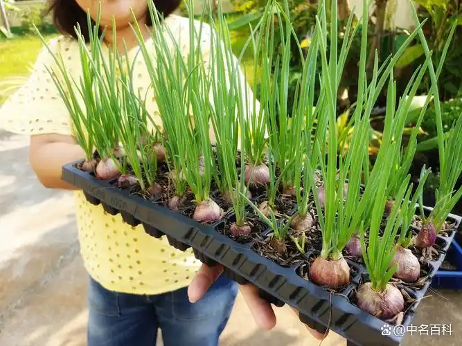 东北大蒜种植技术