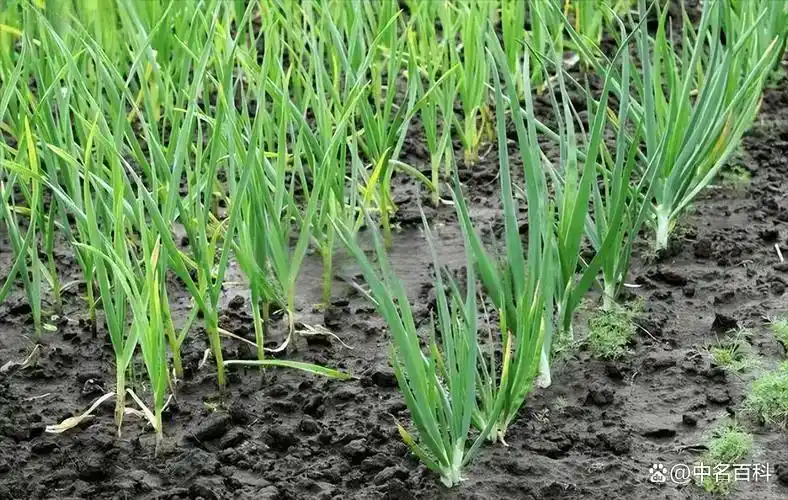 东北大蒜种植技术