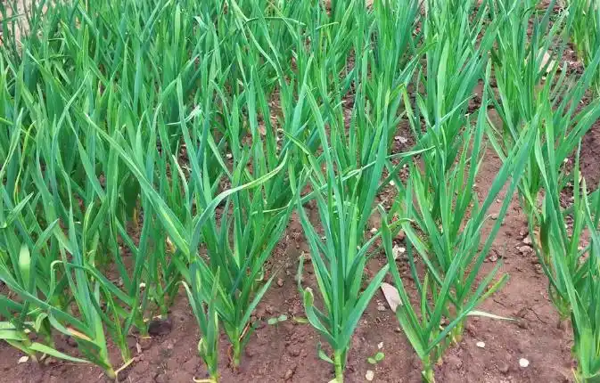 东北大蒜种植技术