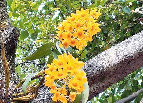 30 methods of planting iron and stone